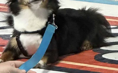 Bark in the Ballpark