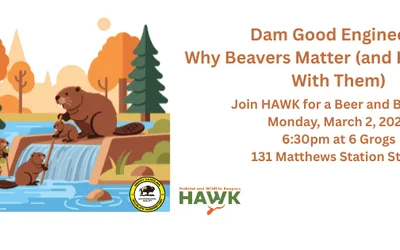 Beer and Beavers: Dam Good Engineers!