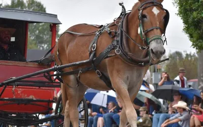 Benson Mule Days