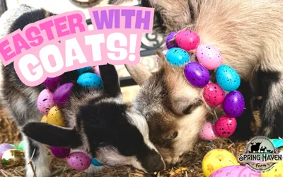 Easter Egg Hunt with Goats