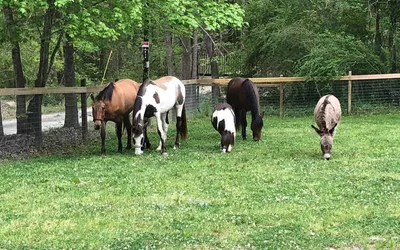Hanging with the Herd