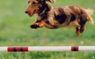 Hurdles & Hounds: Dog Agility