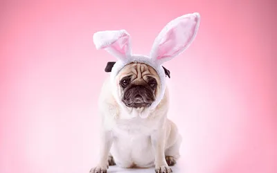 Pet Photos with the Easter Bunny