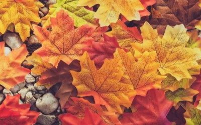Princeton Fall Festival