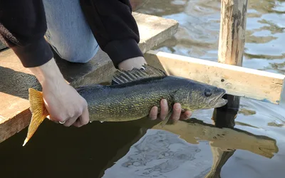 Spring Light Goose Conservation Order