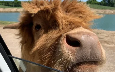 African Safari Wildlife Park Opening