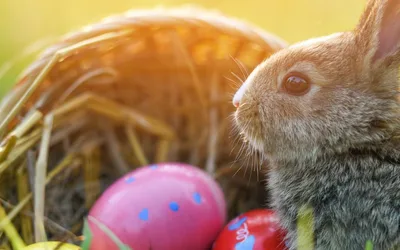 Egg hunt for children 12 and under