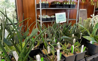 Midwest Cactus and Succulent Society’s Annual Show