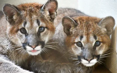 Mountain Lion Cubs Public Debut