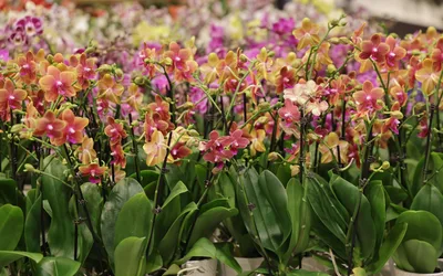 Orchid Rodeo