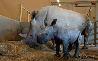 Rhino Barn Tour at The Wilds