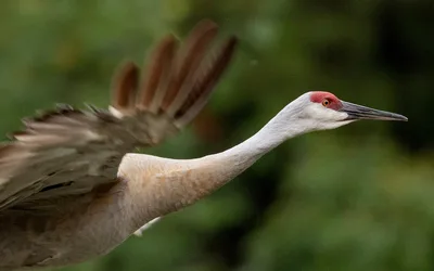 Sandhill Crane Walk