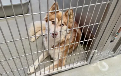 Summit County Animal Control Adoption Fee Reduction