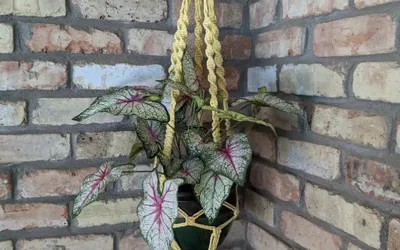 Macrame Plant Hanger Workshop