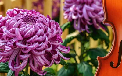 Chrysanthemums and Classical