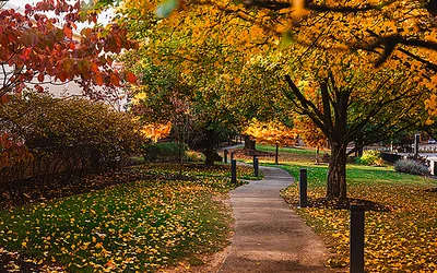 Living Collection Series: Fall Foliage