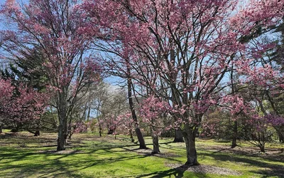 Sake and Sakura Sip and Stroll