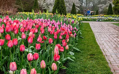 Spring Blooms at Longwood Gardens