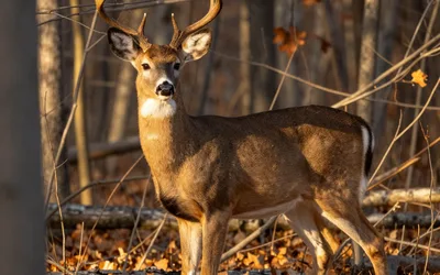 The White-Tailed Deer