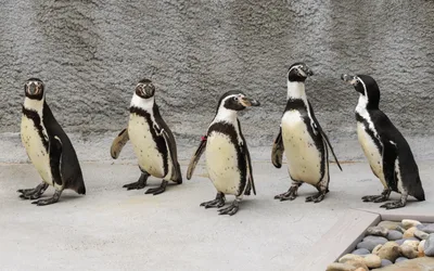 Penguin Exhibit Opening