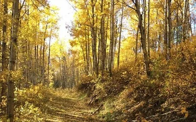 Painting the Prairie: How a