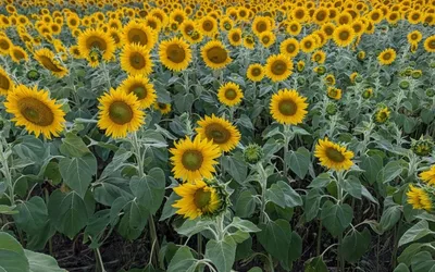 Sunflower Fundraiser and Hole-In-One Challenge