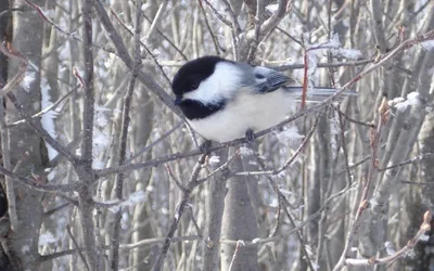 Winter Wonder Nature Journaling Workshops - Session 3