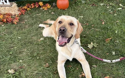 Reading Therapy Dog