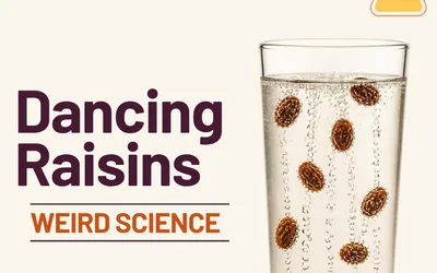 Dancing Raisins - Weird Science