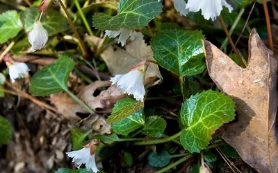 Annual Oconee Bell Fest