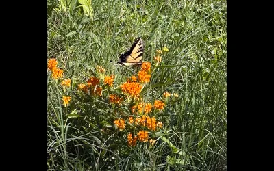 Science on Tap: Garden Drama