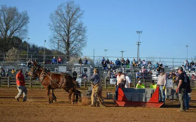 Mule Pulling Contest