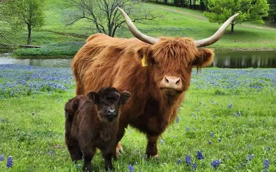 Ennis Bluebonnet Trails Festival