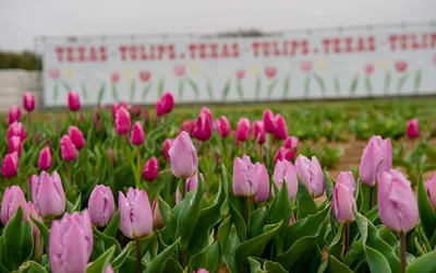 Texas Tulips Pick-Your-Own Season