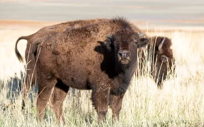 Antelope Island Bison Roundup