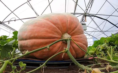 Pumpkinpalooza weigh-off