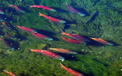 Kokanee Salmon Viewing Event