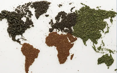 The History of Tea