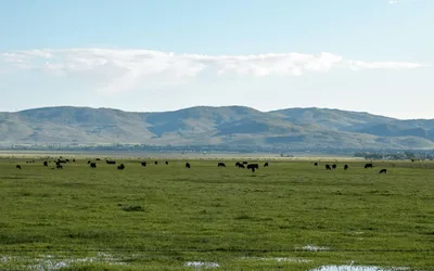 Ure Ranch Wetland Restoration