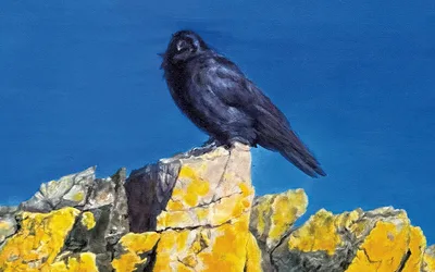 Heidi Broner: Animal, Mineral