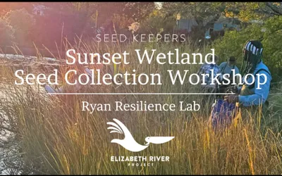Sunset Seed Harvest for the River