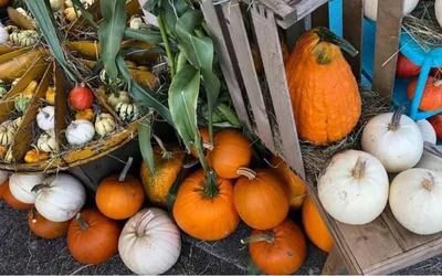 Country Chicks Fall Market