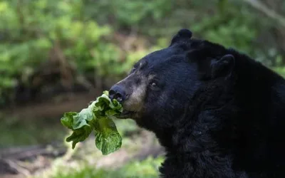 A Feast for the Wild at Heart