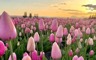 Inland Northwest Tulip Fest