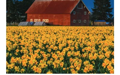 La Conner Daffodil Festival