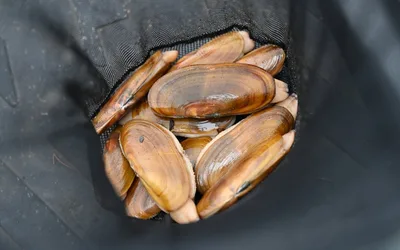 Razor Clam & Shellfish Festival 2026