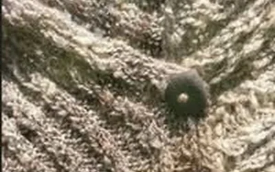 Introduction to Crochet