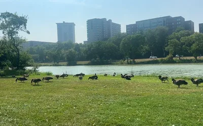 Public Input on Veterans Park Lagoon Improvement