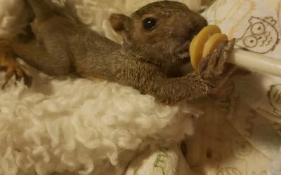 R-PAWS New Member Presentation