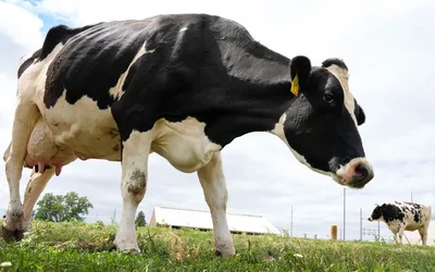 World Dairy Expo